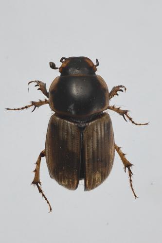 Melinopterus tingens