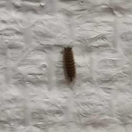 Polyxenus sp.