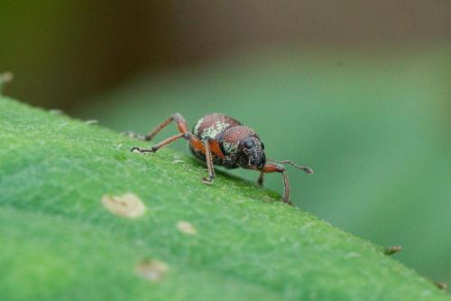 Metapocyrtus sp.