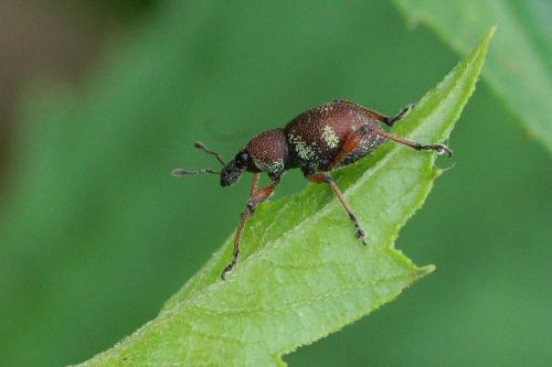 Metapocyrtus sp.