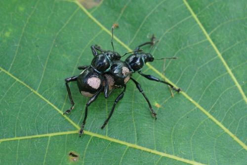 Metapocyrtus quadriplagiatus