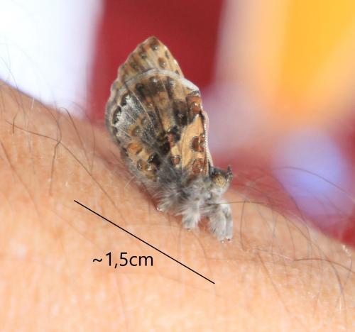 Réf. 354 745 : Lachnocnema sp.