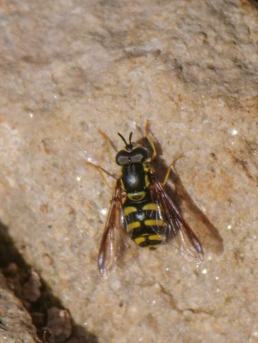 Réf. 354 396 : Chrysotoxum intermedium