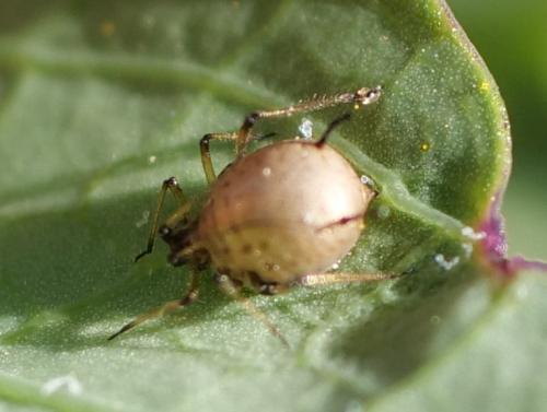 Réf. 354 411 : Uroleucon sp.