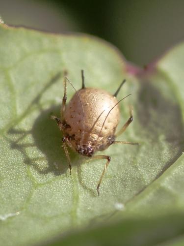 Uroleucon sp.