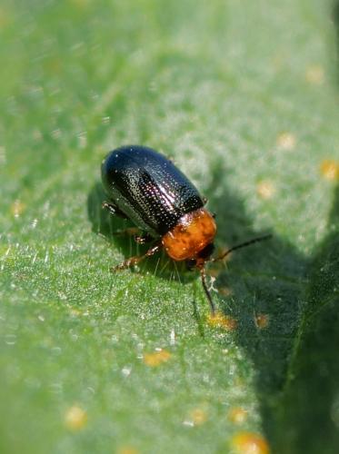 Podagrica malvae