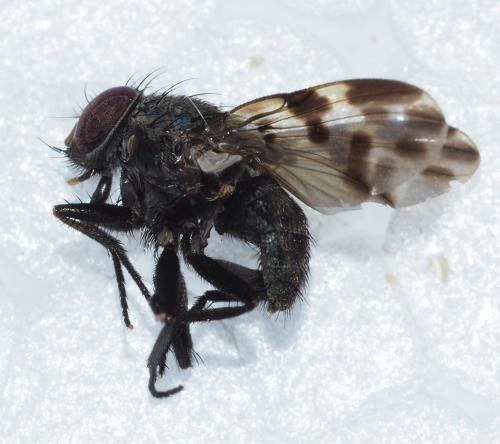 Cyrtoneuropsis sp.