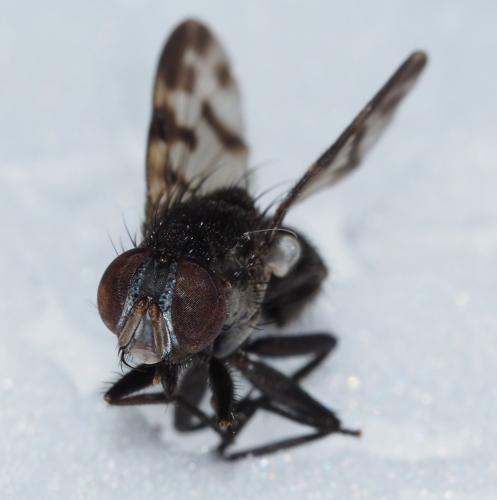 Cyrtoneuropsis sp.
