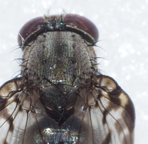 Cyrtoneuropsis sp.