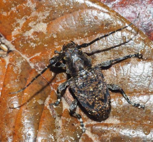 Réf. 354 226 : Acanthoderes affinis