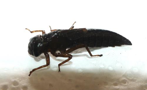 Brachytron pratense