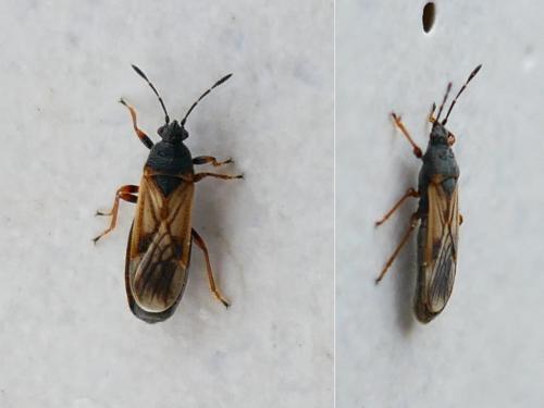 Ischnodemus sabuleti