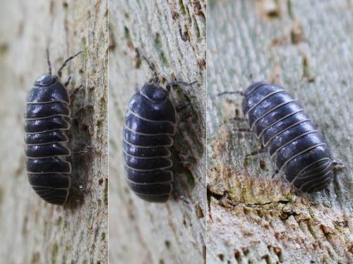 Réf. 354 100 : Armadillidium vulgare