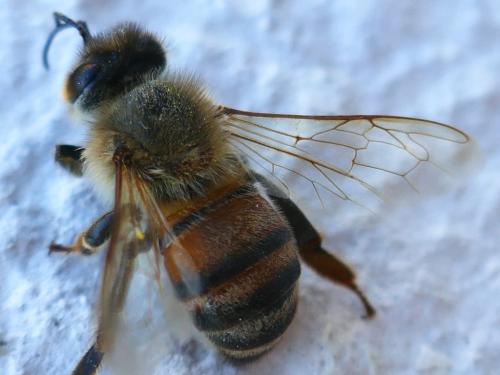 Réf. 354 386 : Apis mellifera