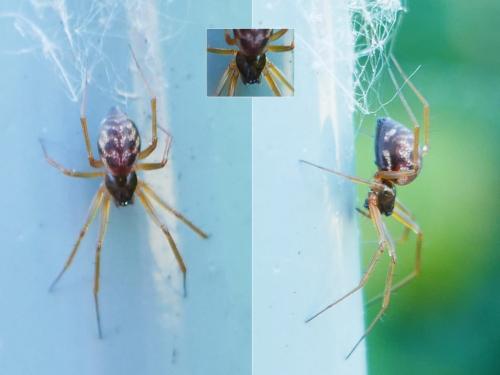 Réf. 354 346 : Tenuiphantes sp.