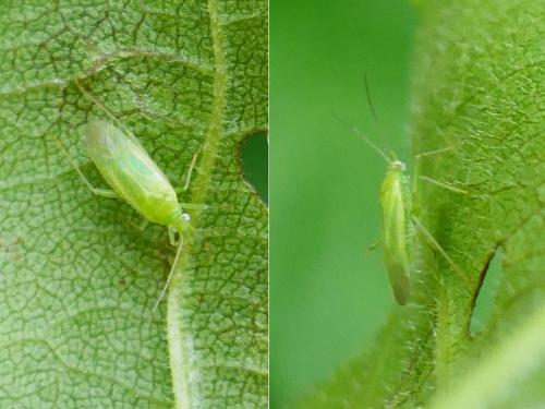 Réf. 354 412 : Orthotylus sp.