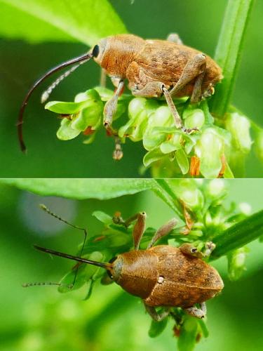 Réf. 354 429 : Curculio nucum
