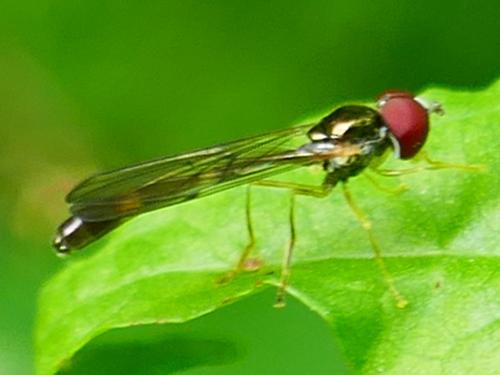 Baccha elongata