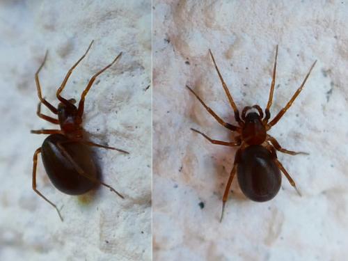 Zodarion sp.