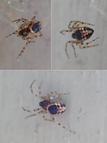 Sardinidion blackwalli