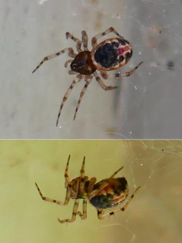 Réf. 354 361 : Sardinidion blackwalli