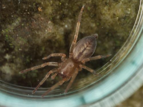Clubiona corticalis