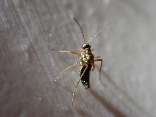 Boreus sp.