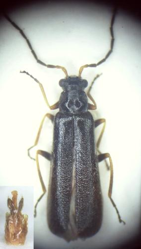 Réf. 354 060 : Rhagonycha atra