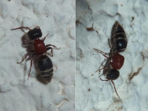 Réf. 354 384 : Myrmilla triareolata