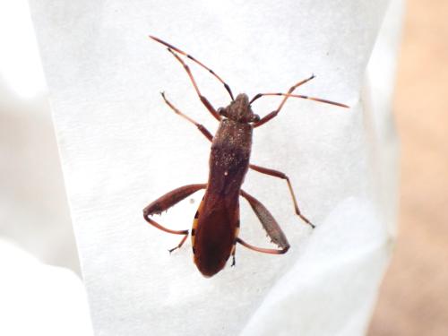 Réf. 354 478 : Camptopus lateralis