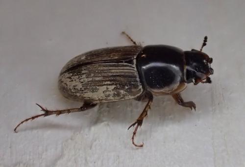 Réf. 354 579 : Melinopterus prodromus