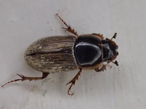 Réf. 354 580 : Melinopterus prodromus