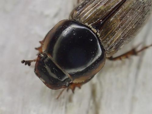Réf. 354 581 : Melinopterus prodromus