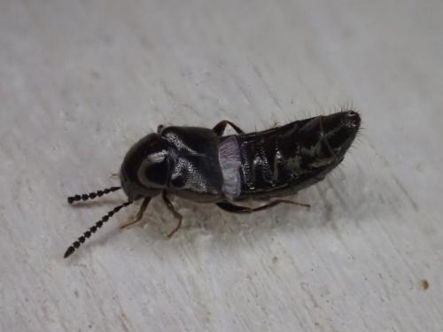 Aleochara sp.