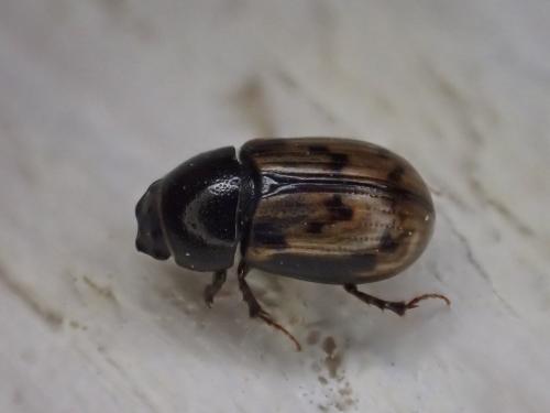 Chilothorax paykulli