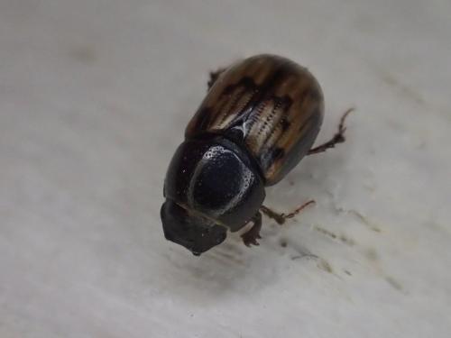 Réf. 354 583 : Chilothorax paykulli