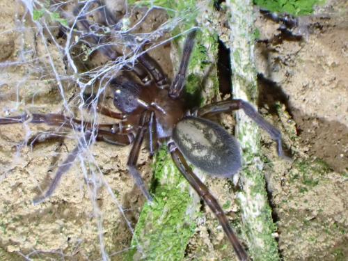 Amaurobius ferox