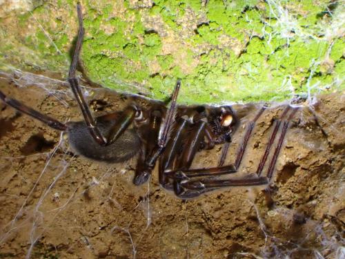 Réf. 354 602 : Amaurobius ferox