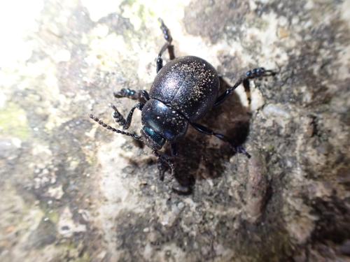 Timarcha goettingensis
