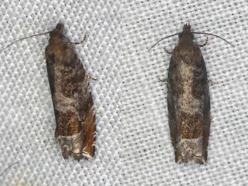 Réf. 354 090 : Ancylis achatana