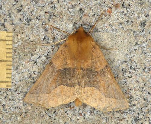 Réf. 354 000 : Crocallis tusciaria