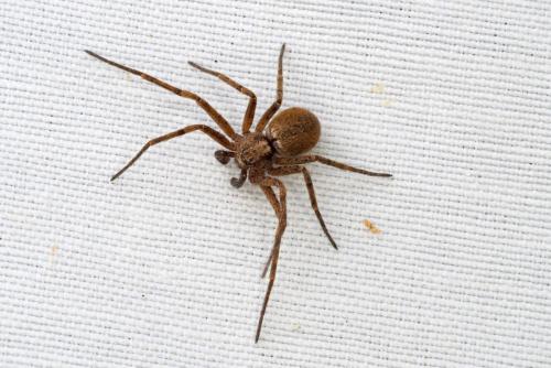 Philodromus sp.