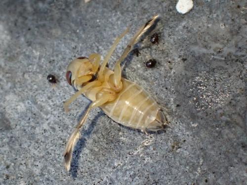 Réf. 354 496 : Paracorixa concinna