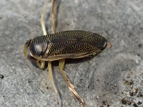 Réf. 354 495 : Paracorixa concinna