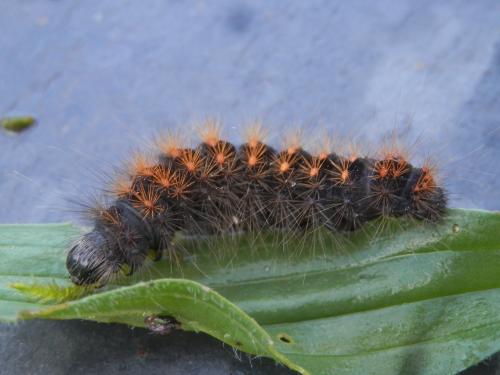 Acronicta auricoma