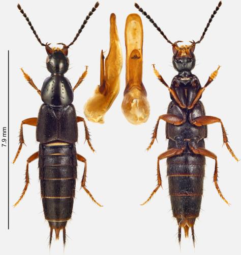 Philonthus fumarius