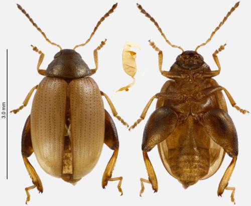Réf. 354 057 : Psylliodes pallidipennis