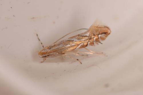 Phyllonorycter lapadiella