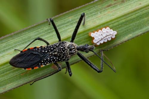 Rhynocoris albopilosus