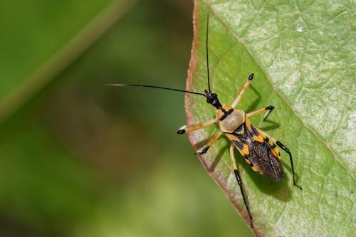 Réf. 354 230 : Rhynocoris rapax